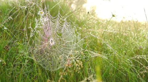 Spider on a Web. Stock Footage 65995434