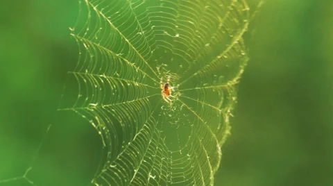 Spider in the Web Stock Footage 67673485