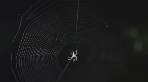 Spider in web Stock Footage 68145511