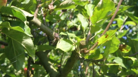 A spider in a web Stock Footage 68949717