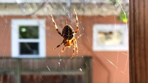 Spider on Web 動画素材 71890241