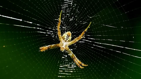 Spider on web. Stock Footage 73597900