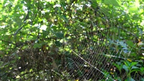 Spider Web Stock Footage 76106366