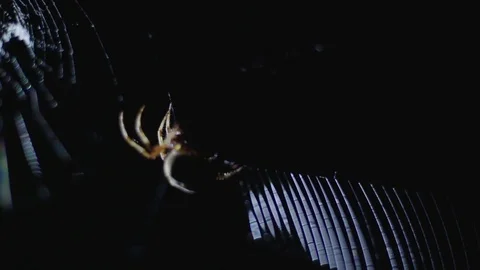 Spider on a web Vídeo Stock 76189452