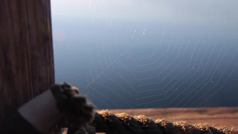 Spider Web Stock Footage 78179704