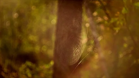 Spider web Stock Footage 78538521