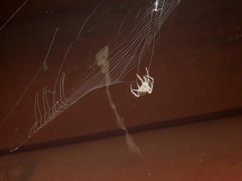 Spider on a Web Stock Footage 78622576