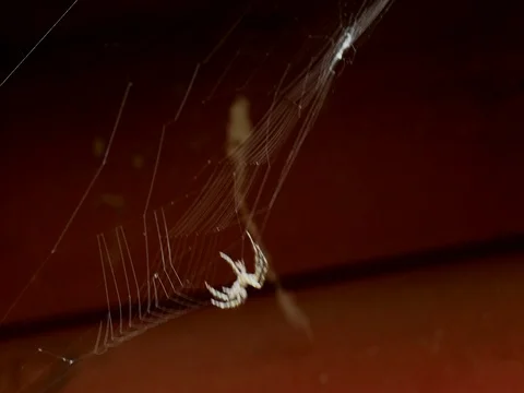 Spider on a Web Stock Footage 78623888