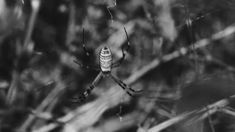 Spider in the web. Stock Footage 78865578