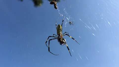 Spider on the web Stock Footage