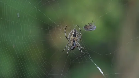 Spider in a web Stock Footage 81115556