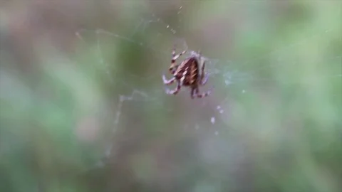 Spider in web Stockbeeldmateriaal 81920121