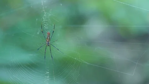 Spider on the web Video stock 83552760