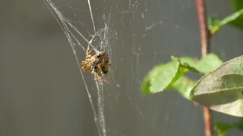 Spider in web Stock Footage 84980528