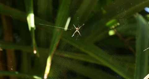 Spider on the web Stock Footage 86649664