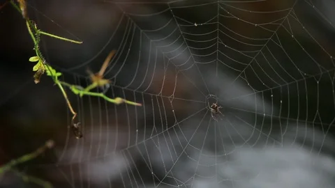 Spider web Stock-Footage 88807727