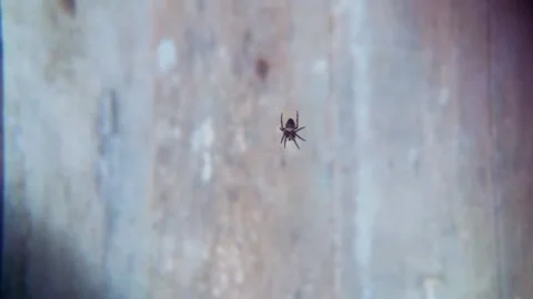 Spider on the web Stock Footage 89819630