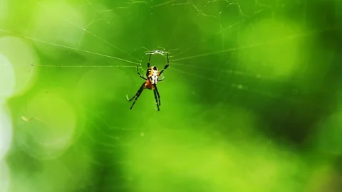 A spider in the web. Stock Footage 92422903
