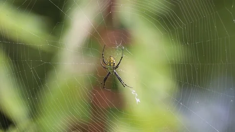 Spider on web 스톡 동영상 95503430