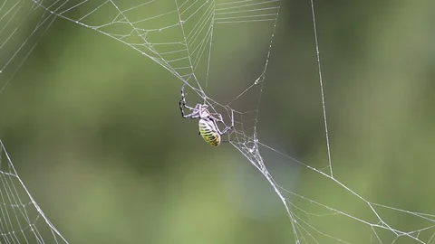 Spider on web 스톡 동영상 95503474