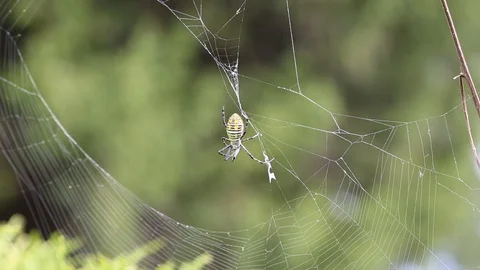 Spider on web 스톡 동영상 95503504