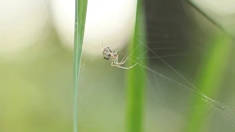 Spider on the web Stock Footage 95842296