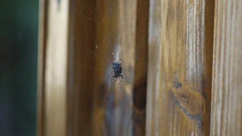 Spider on the web Stock Footage 97190916