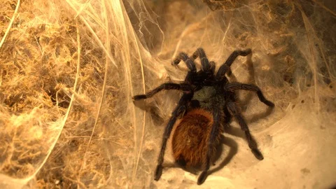 Spider with web Vídeos de archivo 99499445