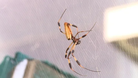 Spider on web Video stock 100172807