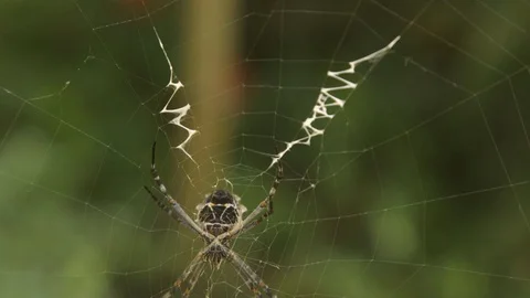 Spider on web Video stock 100172831