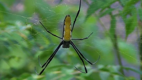 Spider on the web Stockbeeldmateriaal 102904093