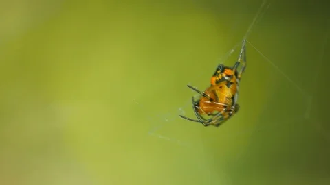 Spider on the web Stock Footage 102906847