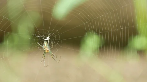Spider on the web Stock Footage 103382189