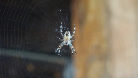 Spider on the web Video stock 105747864