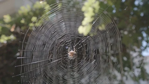 Spider On The Web Stock Footage 113546001