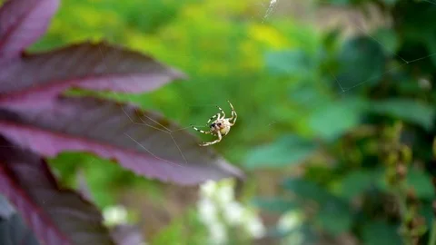 Spider on the web Stock Footage 117416349