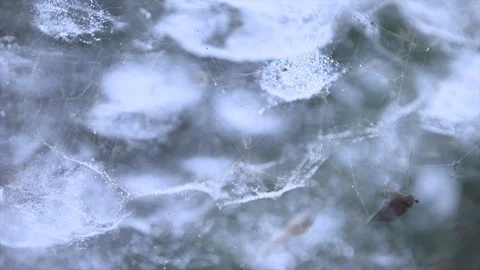 Spider in web Stock Footage 119293756