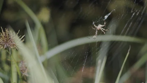 Spider in the web Stock Footage 127474985