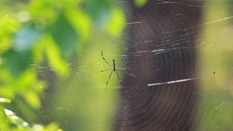 Spider Web Stock Footage 127879267