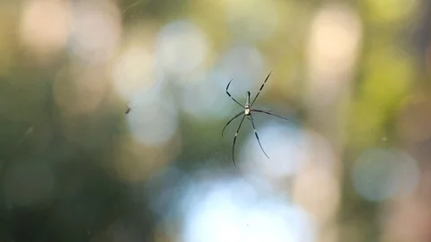 Spider Web Video stock 127879647