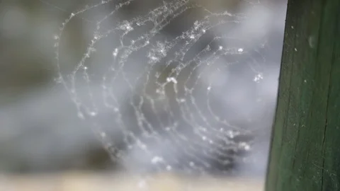 Spider web Stock Footage 128451549