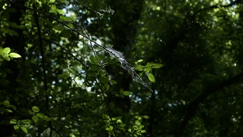 Spider web Video stock 133447926