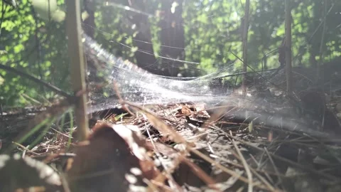 Spider web Stock Footage