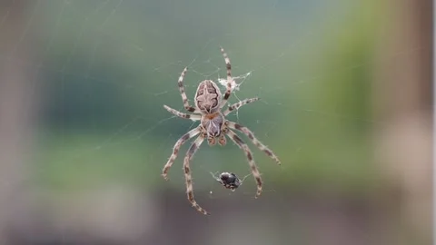 Spider on web Stock Footage 134625993
