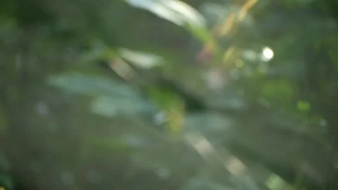 Spider web Stock Footage 139126080