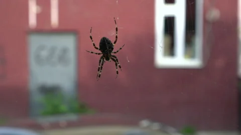 Spider on web Stock Footage 142315111