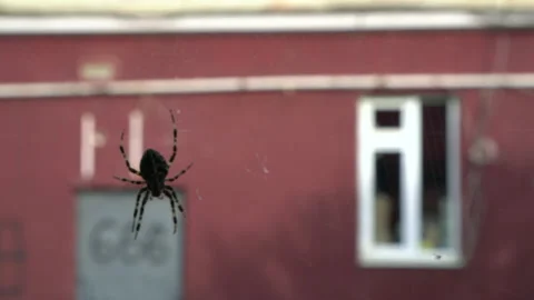 Spider on web Stock Footage 142315119