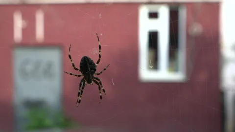 Spider on web Stock Footage 142315125