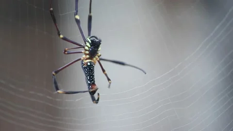 Spider on the web Stock Footage 143175182