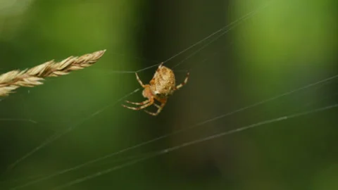 Spider on the web Stock Footage 147729197